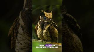 The Great Eared Nightjar facts birds birds nature shorts [upl. by Notsyrb]