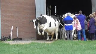 Koeiendans bij biologisch melkveebedrijf n Pol [upl. by Lorinda]