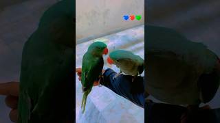 Do hansa di jodi  sad song  love story  shive Sakthi viralshort viralvideo song sad love [upl. by Nalhsa354]