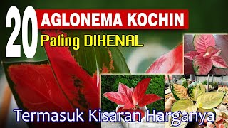 20 AGLONEMA JENIS KOCHIN PALING DIKENAL DI INDONESIA TERMASUK KISARAN HARGANYA [upl. by Rickie98]