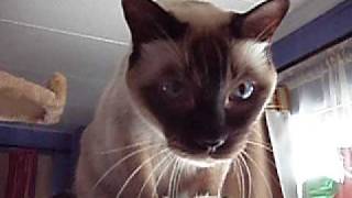 My Talking Tonkinese on Earthquakes [upl. by Eimoan]