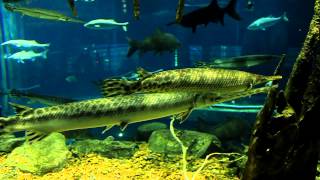 Needle Nose Gar at the Tennessee Aquarium in Chattanooga River Giants exhibit in River Journey [upl. by Deedee368]