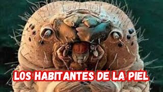 ¿Qué Criaturas Ocultas Viven en tu Piel El Terror Microscópico de los Ácaros Demodex [upl. by Atiluj]