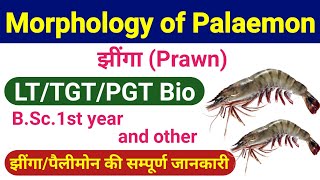 Palaemon  external and internal morphology of palaemon or prawn  lt Biology  tgt Biology classes [upl. by Arron804]