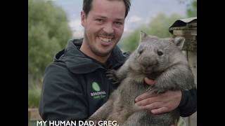 Maria the Wombat at Bonorong Wildlife Sanctuary Tasmania [upl. by Atalante]