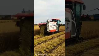 paddy cutting machines 😱😱 shorts harvester agriculture [upl. by Raul533]