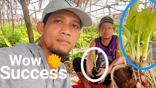 Binhi ng LAKATAN update success tipsamp tutorialGha Agri tv [upl. by Lap]