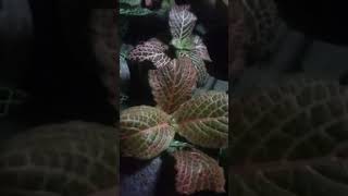 വെറും 200 രൂപക്ക് fittonia plantsshorts sale subscribe garden pls msg in6235079628 [upl. by Onaled172]