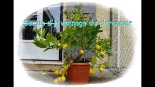 Sortie dhivernage du citronnier  Monjardindansleslandes [upl. by Noreg]