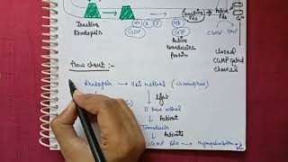 RHODOPSIN PATHWAY [upl. by Reiser]