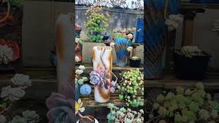 Vibrant Succulent Collection  Perfect for Any Space 🌵✨ succulents garden shortvideo [upl. by Wons]