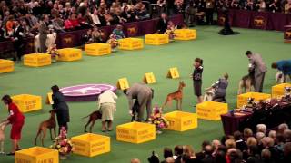 Westminster Dog Show 2012 Best in Group  Hound [upl. by Bobbe]