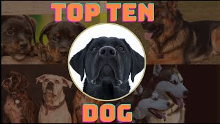 Top 10 Dogs The Best Breeds for Every Lifestyle  Dog Breeds Explained top10 doglover [upl. by Derry]