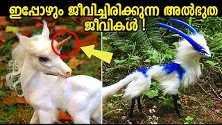 Animals You Wont Believe Exist Malayalam 😲 നിങ്ങൾ ആദ്യമായി കാണാൻ പോകുന്ന ജീവികൾ Storify [upl. by Irol]