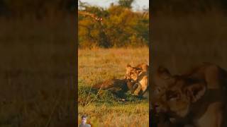 Suwar hunting cheetah shorts viralvideo lionhunting [upl. by Naerad]