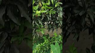 Mangoes trees 👉trending song trees viralreels viral [upl. by Abott]