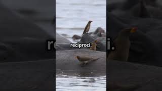 Ippopotamo Viene Mangiato Dagli Uccelli neiperte youtube curiosità nature shorts [upl. by Fredkin]