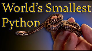 The Smallest Python In The World  Childrens Python Spotted Python Care Guide [upl. by Jolene]