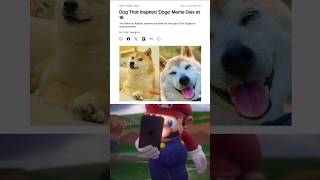 RIP Doge 💔 [upl. by Ainaznat766]