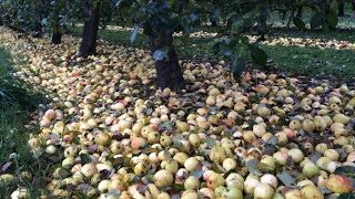 Ramassage des pommes à cidre aux vergers de la justais [upl. by Palma151]