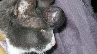 Removing An Immense Cuterebra From A Small Kittens Head Part 23 [upl. by Rotkiv530]