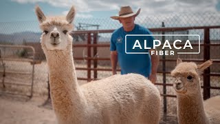 Why Alpaca Wool is Called the Fiber of the Gods  PARAGRAPHIC [upl. by Megen400]