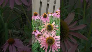 Eastern Purple Coneflower Echinacea purpurea in Sunflower Family  Observed in Description [upl. by Lamoureux]