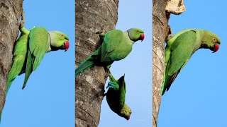 Roseringed parakeet birds  Bird watching birds [upl. by Leiuqeze461]