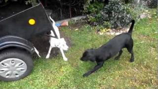 Dalmatian vs Labrador [upl. by Harlow106]