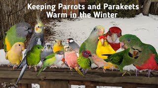 How to keep your birds warm in the winter [upl. by Leanard584]