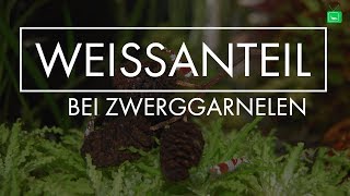 WEIßANTEIL BEI ZWERGGARNELEN  Garnelen  GarnelenTv [upl. by Ornie]