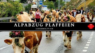 Alpabzug Plaffeien 2022  Region Freibourg Schweiz  LuegemolTVch [upl. by Kling]