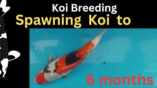 Koi breeding from spawning to egg to 6 month old Showa tosai v2 [upl. by Eoz]