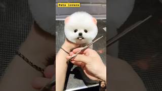 pets dog pomeranian cute puppy cutedoglovers upload handsomepet petslovers usadogs [upl. by Assiar]