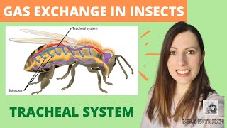 GAS EXCHANGE in TERRESTRIAL INSECTS tracheal system amp how insects reduce water lossA Level Biology [upl. by Aihsel]