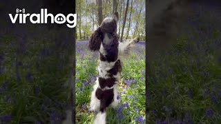 Springer Spaniel Takes a Stroll Through Beautiful Bluebell Woods  ViralHog [upl. by Eenej]