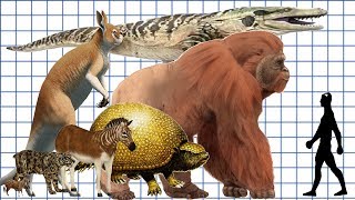 Cenozoic Beast A size comparison [upl. by Nertie]