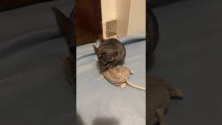 Chinchilla Rudi 🐭 chinchilla youtubeshorts animals pets [upl. by Annawal]