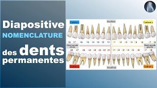 Nomenclature  Dents permanentes  Prothèse dentaire  Cours  © [upl. by Oriana]