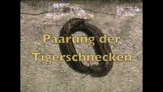 Paarung von Tigerschnecken hängend an der Gartenmauer [upl. by Kaliski]