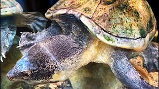 サルビンオオニオイガメ、サルヴィンオオニオイガメ Pacific coast giant musk turtle Staurotypus salvinii [upl. by Hotchkiss497]