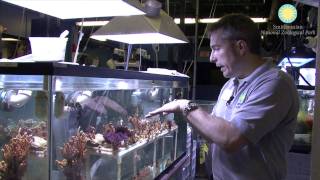 Giant Clams Debut at the Invertebrate Exhibit [upl. by Anas]