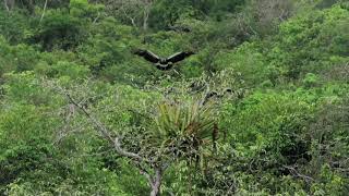 Jamuco Arauco anhima cornuta grandes aves Orinoquía Amazonía canto de aves [upl. by Dihaz]