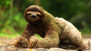 Threetoed sloth Bradypus variegatus [upl. by Oriaj]