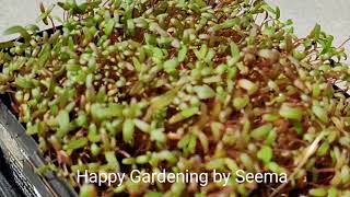 Indian Microgreens dishes Microgreens Recipes in hindi How to eat microgreens [upl. by Karol]