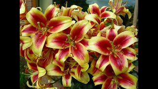 How we grow beautiful perfumed Oriental Lilies in pots and in borders [upl. by Hadrian]