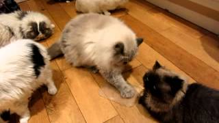 Funny catnip video [upl. by Shaw]