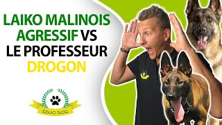 Drogon chien régulateur vs Malinois AGRESSIF [upl. by Hernandez]