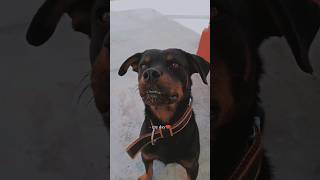 Rottweiler Dog attitude 👿😡rottweiler rolex sanjubaba attitude viralvideo shorts dog [upl. by Fosque482]