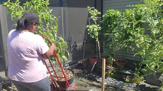 Preparing garden area for a new crop cage [upl. by Raddie169]